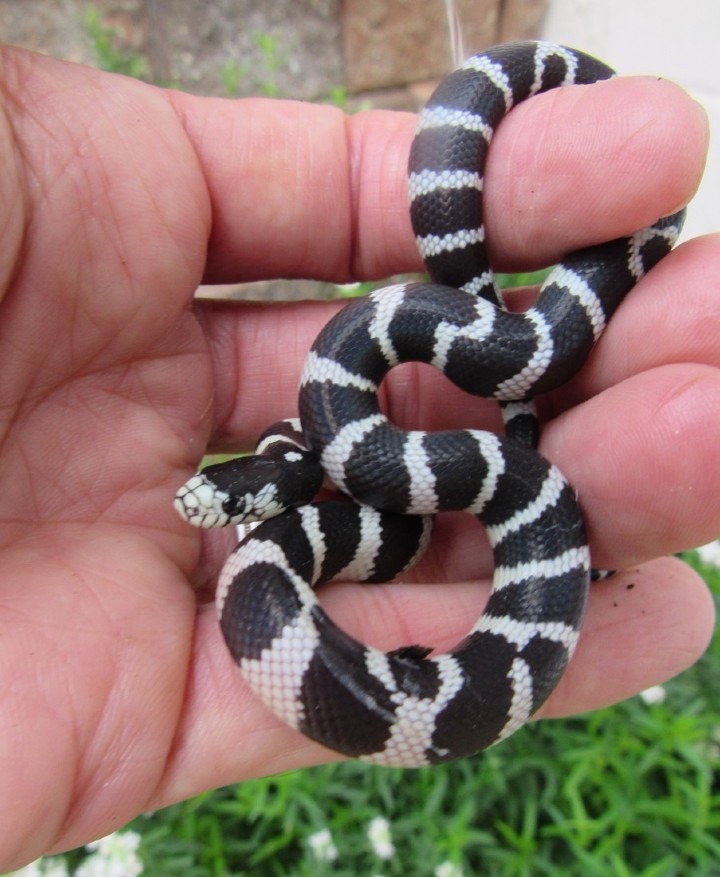 Victorville California Kingsnake